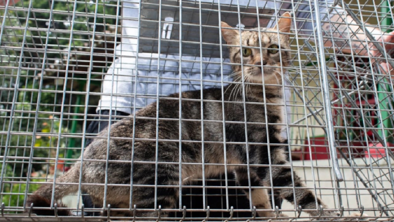Más de 400 gaticos sin hogar fueron esterilizados para evitar el sufrimiento de sus bebés y la depredación de otras especies