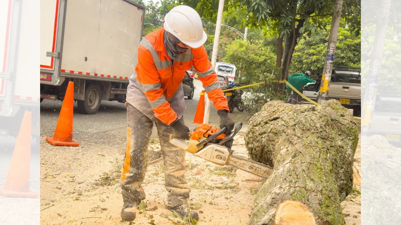 Van más de 1.500 árboles talados por condición de riesgo inminente en Medellín