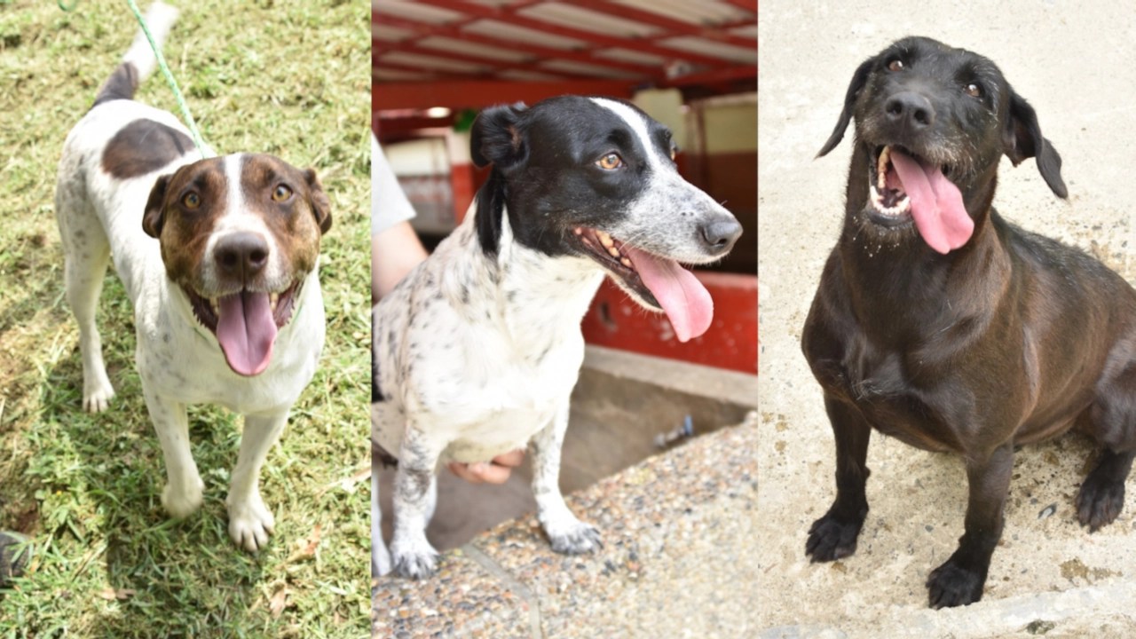 Una segunda oportunidad: habrá jornada de adopción de perritos este sábado, 25 de octubre, en Fabricato