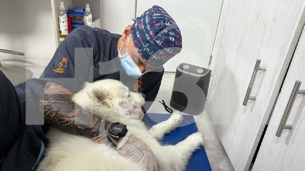 Plaza Mua Pet Zone, la feria en la que el bienestar animal será el protagonista