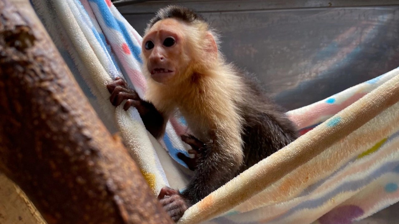 No da tregua el cautiverio de fauna: dos monitos bebés fueron rescatados en el Valle de Aburrá