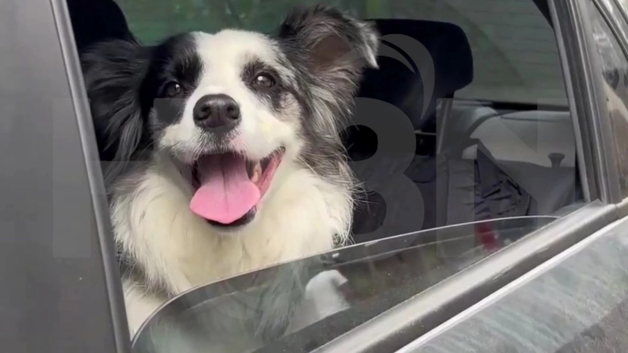 Inutrips: la app paisa que facilita el transporte seguro y cómodo de mascotas