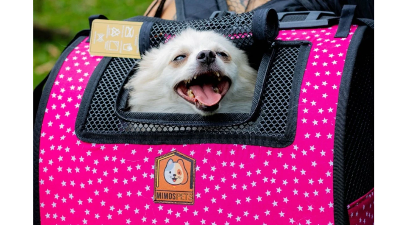 Mimospets: el emprendimiento pensado en la comodidad, diseño y amor para viajar con las mascotas