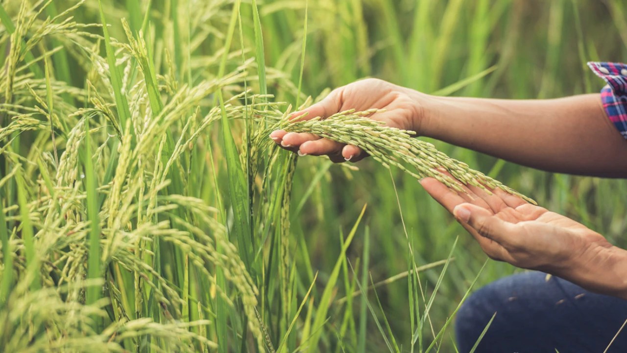 Procuraduría abrió indagación por presuntas irregularidades en el proyecto ´Ruta del Arroz´