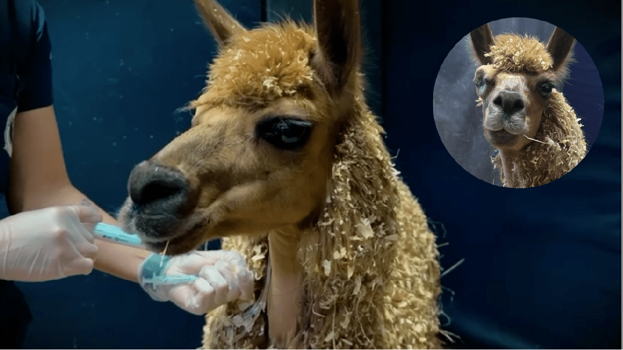 Una llama fue rescatada en Rionegro: la encontraron sin un ojito, desnutrida y con signos de dolor