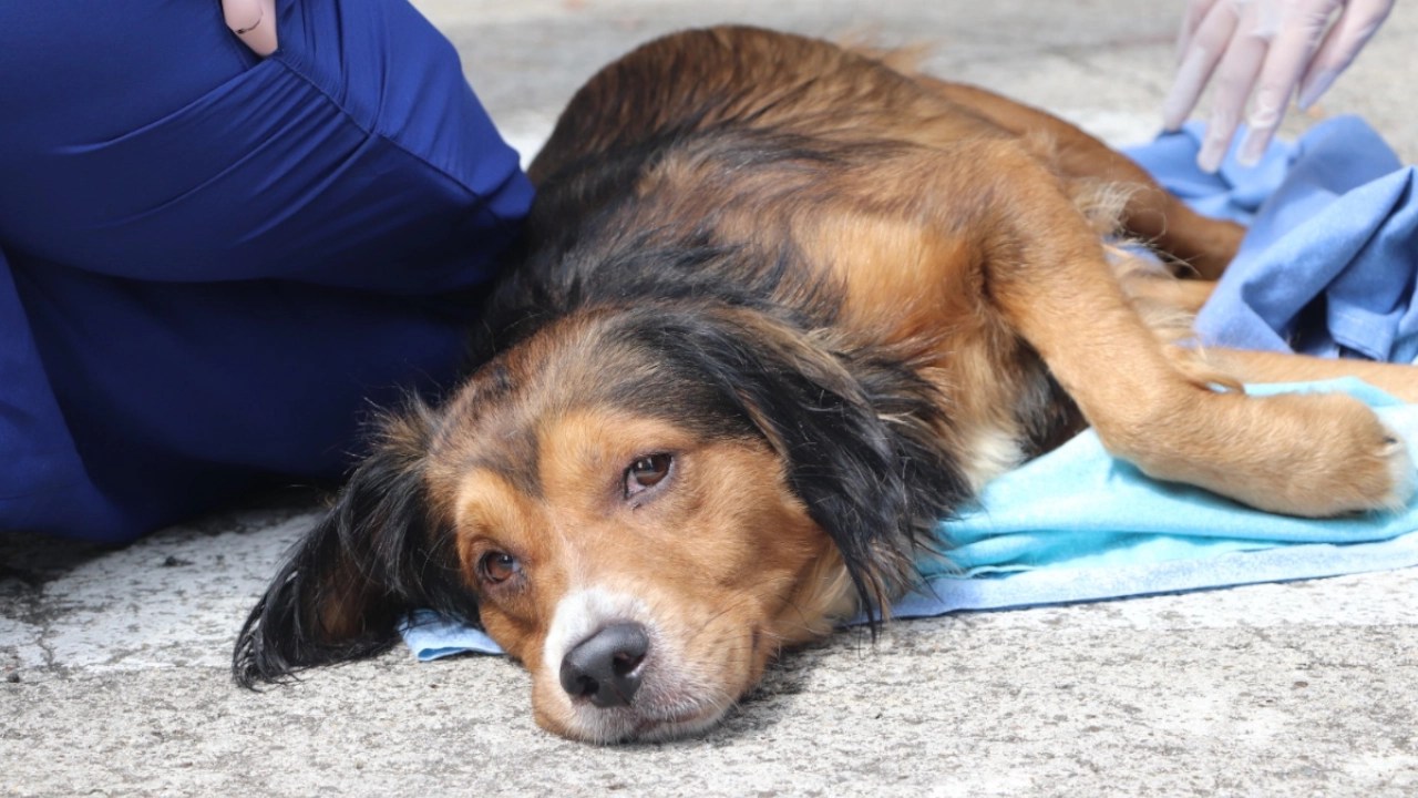 ¿Sabe a lo que se expone si maltrata a un animal? La ley en Colombia es más dura de lo que se cree