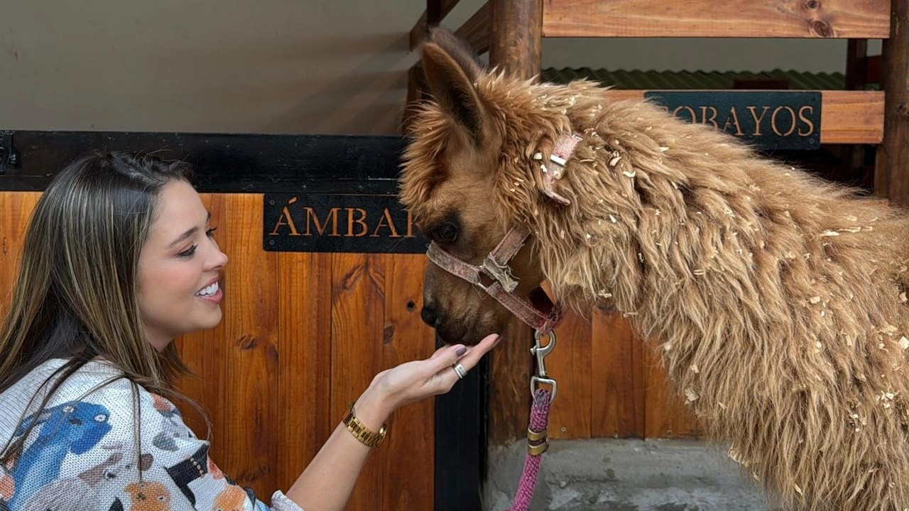 ¡Fue adoptada! Ámbar, la llama que fue rescatada en Rionegro, ahora tendrá un hogar lleno de amor