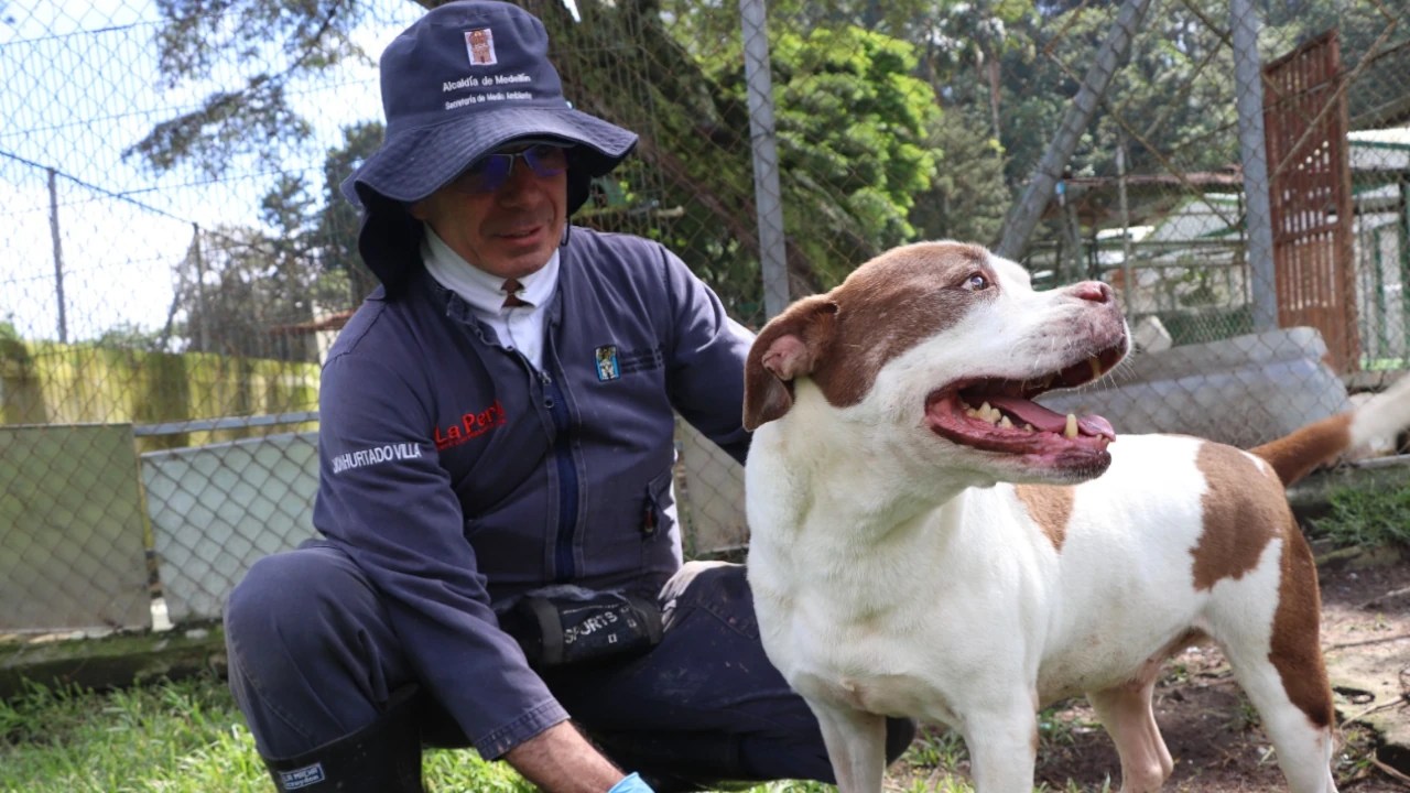«No son regalo mi ciela»: Medellín refuerza llamado a la adopción responsable de animales durante fin de año