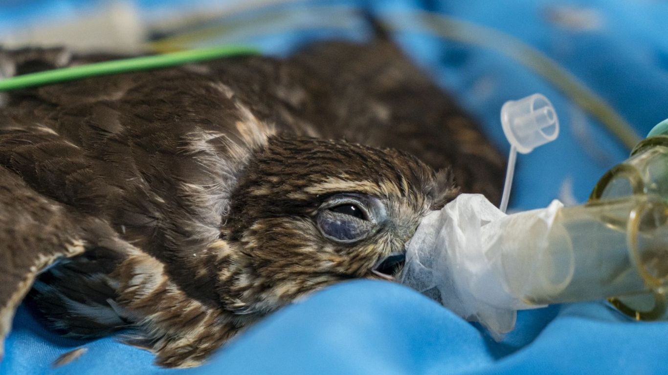 ¡No más pólvora! Área Metropolitana recibió los primeros animalitos afectados por fuertes estallidos en el Valle de Aburrá