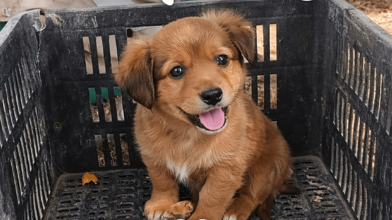 La encontraron en el carro recolector y fue salvada: esta es la historia de canela