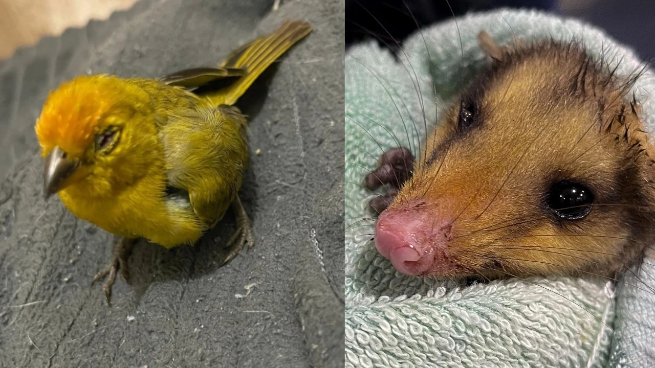 ¡Uy no, qué tristeza! Diciembre dejó decenas de animales silvestres afectados por pólvora en el Valle de Aburrá