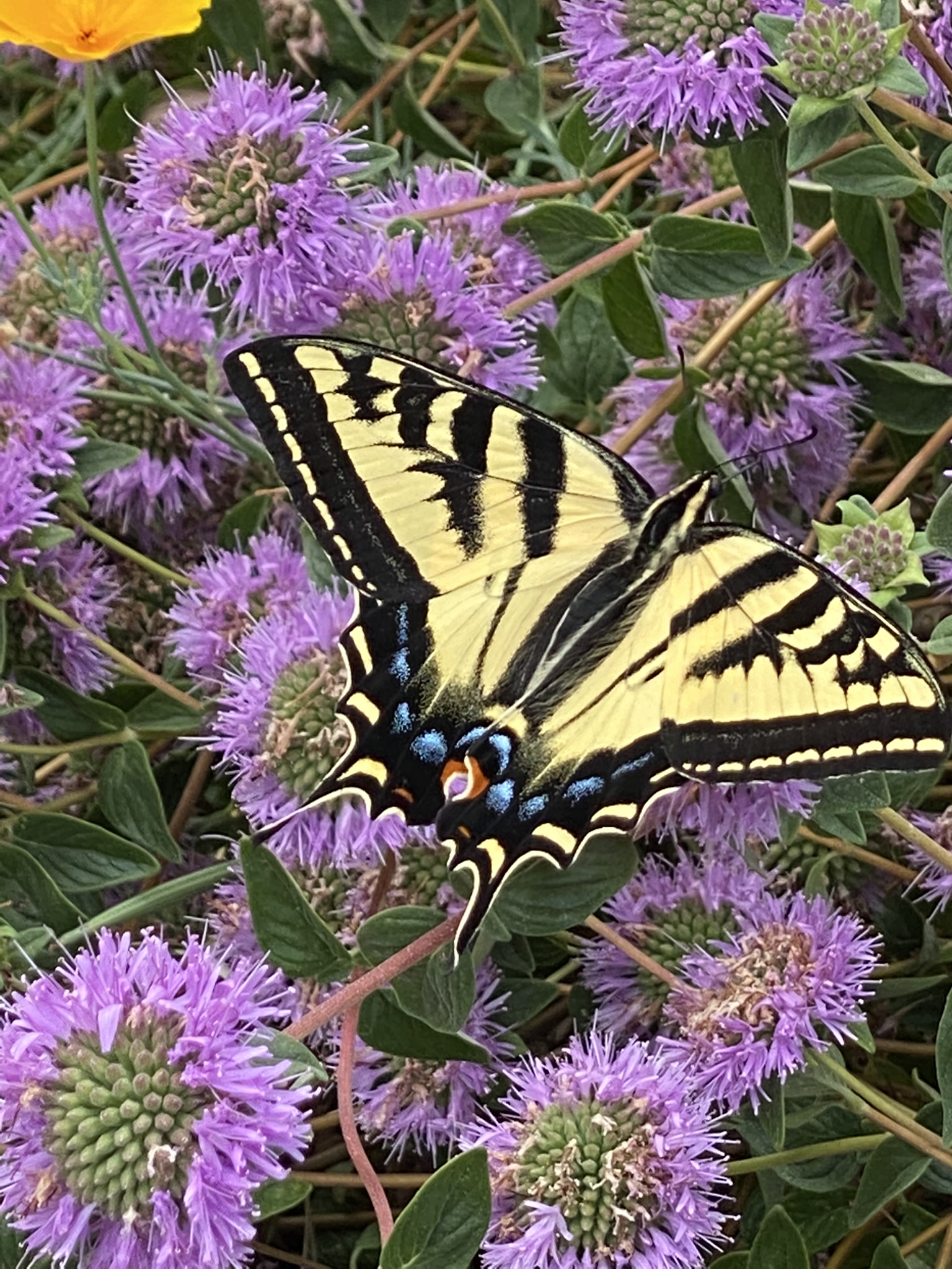 The sebastopol center for the arts perennial meadow