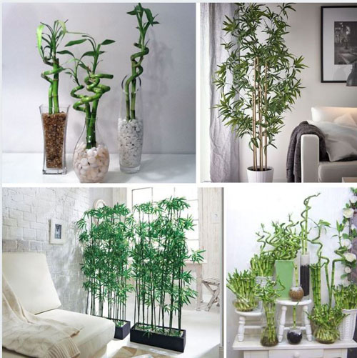 Jardins Jardin Le Bambou Se Fait Utile Video Sur Deco Fr M6 Deco Fr