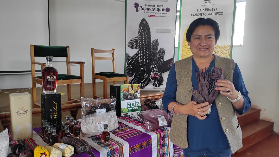 Maíz morado cajamarquino se cultiva en el Perú y el mundo