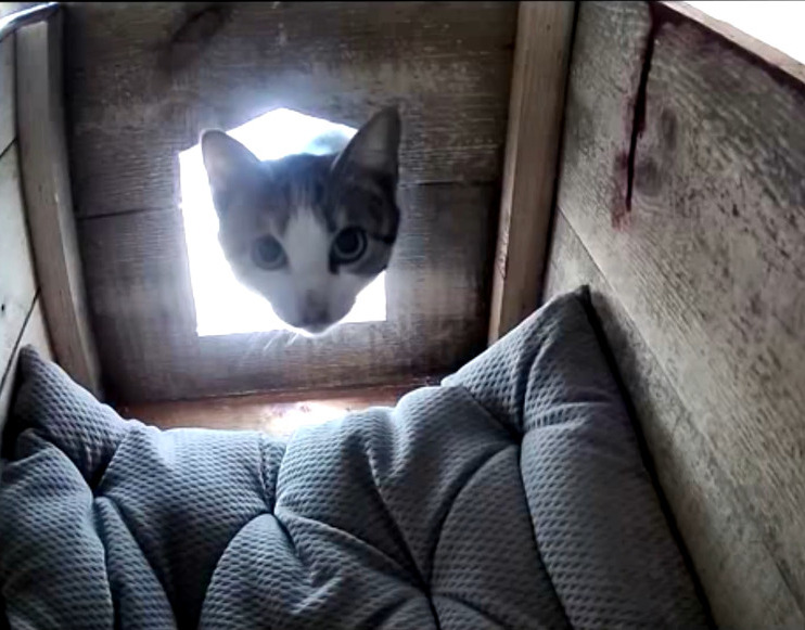 Stray cat shelter is nicer than our first apartment