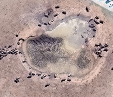 Elephants in a clearing are easier to spot...