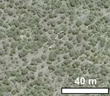 ... than elephants in a thicket.