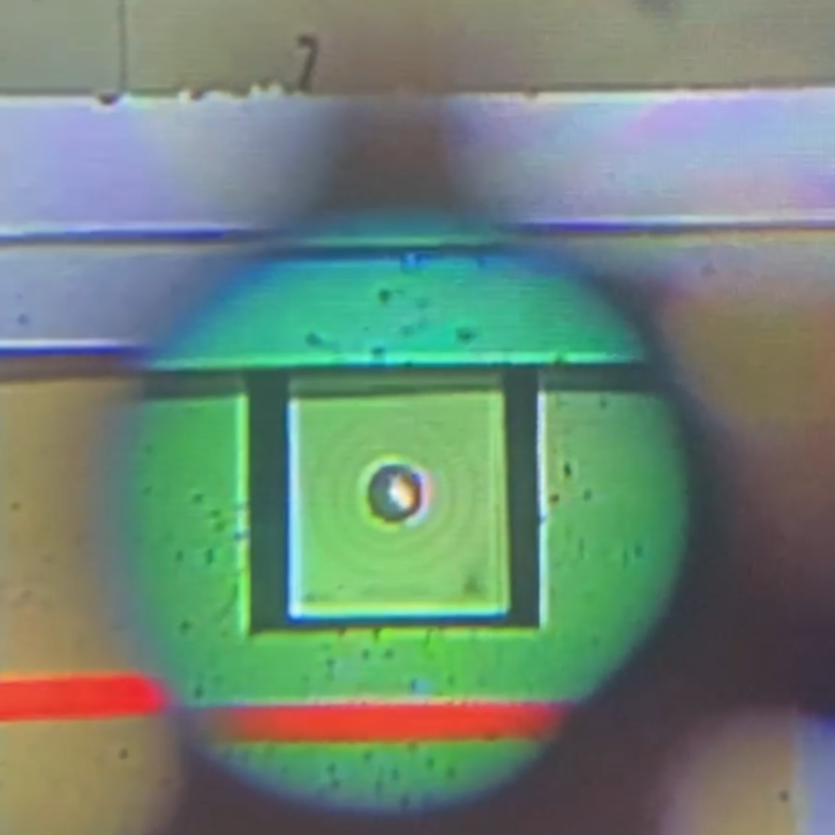 See Through the Eyes of a Champion