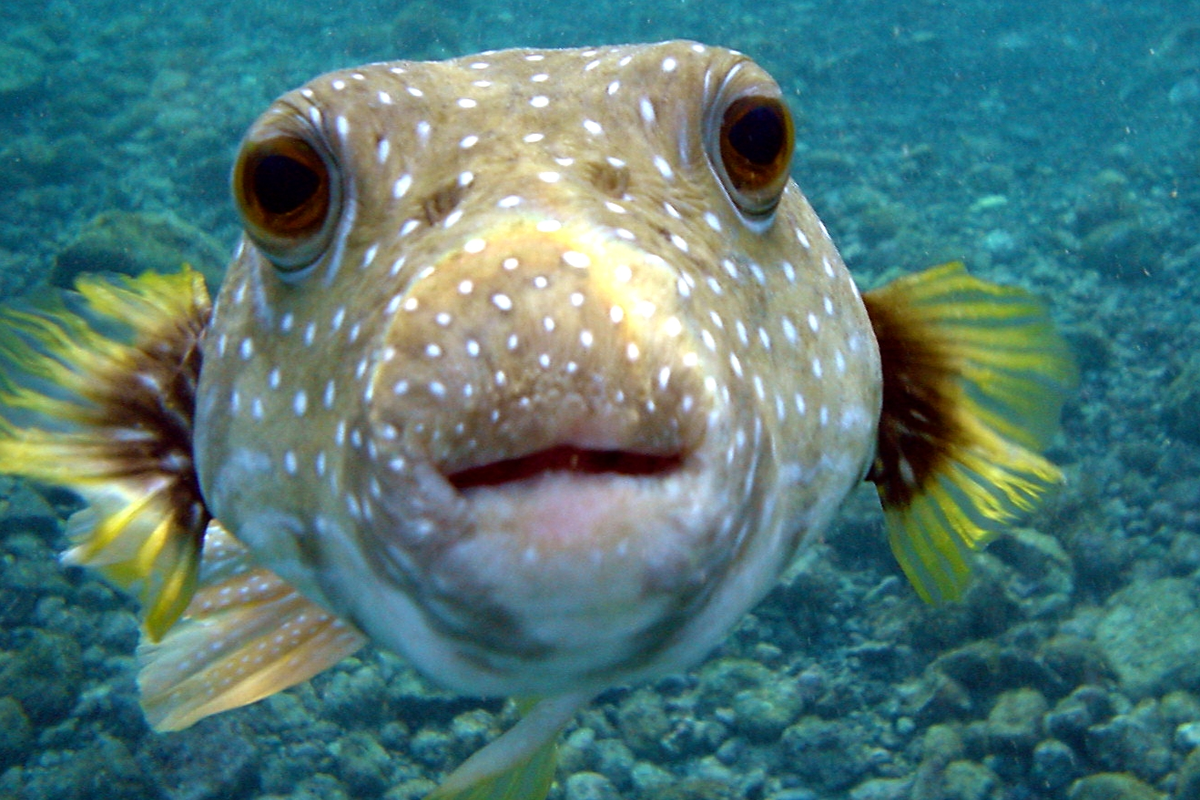 Pufferfish Poison or Pain Relief? Tetrodotoxin's Surprising Medical Potential (2026)