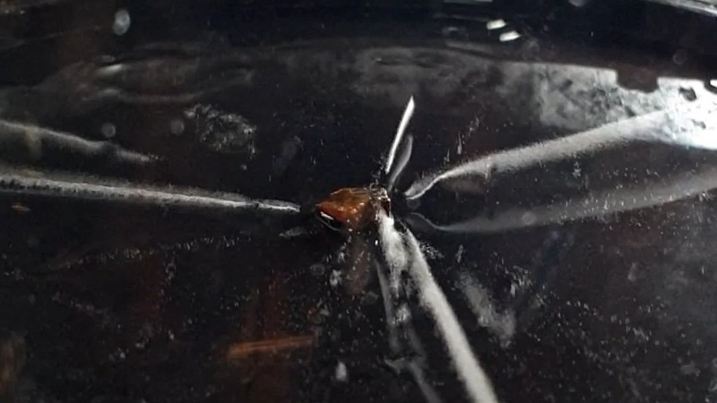 Build Your Own Cloud Chamber: A DIY Science Project (2026)