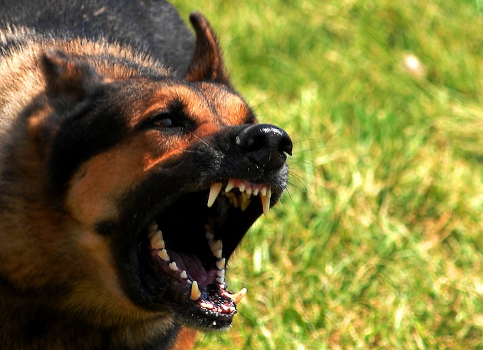 Comment: Illegal dogs in Hackney are a growing problem