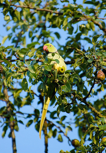 Pesky parakeets give locals earache