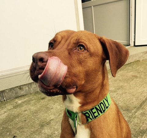 Meet Stanley: Fighting the stigma of bull breeds