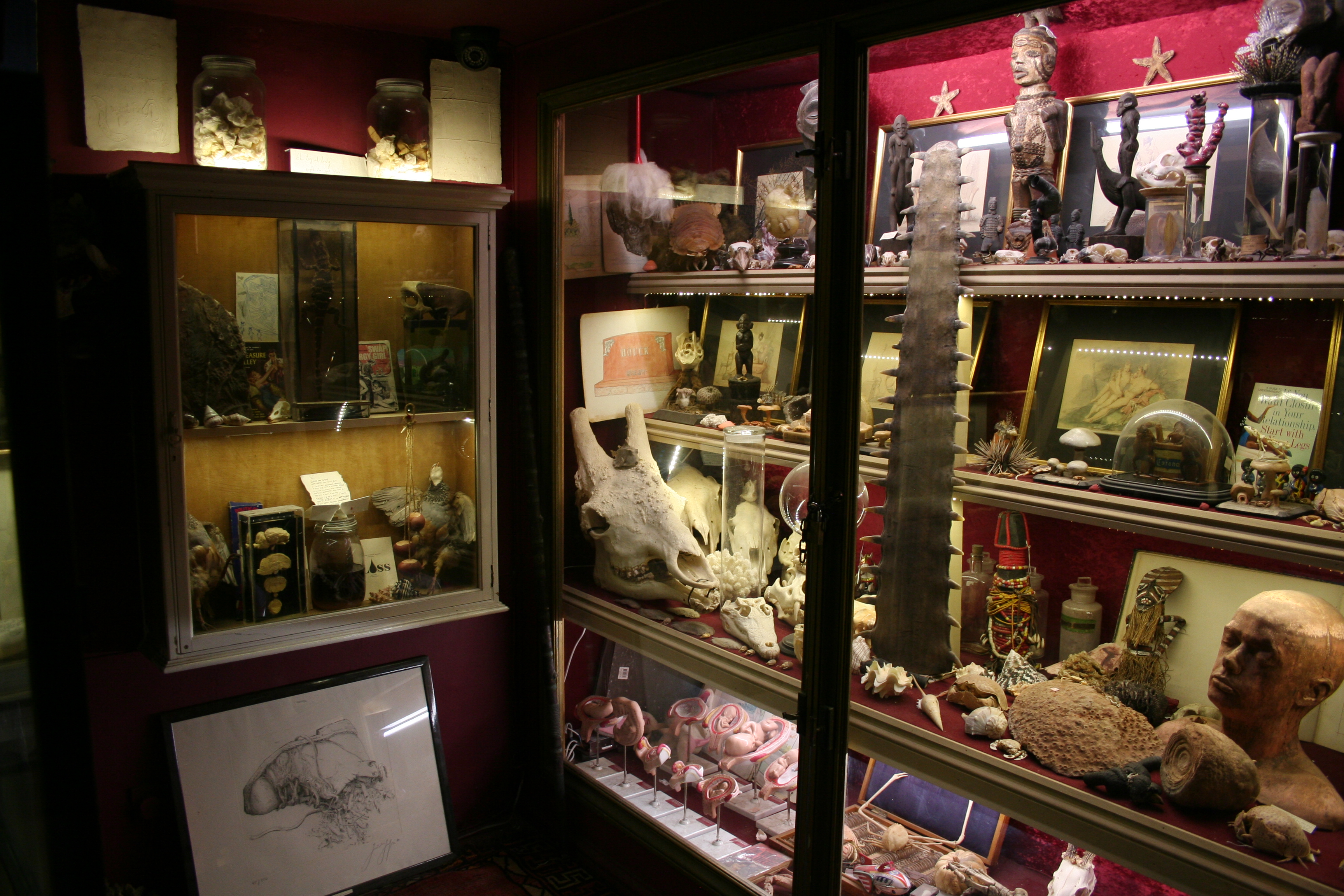 Snakes, tarantulas and taxidermy: Meet Hackney’s weirdest petting zoo