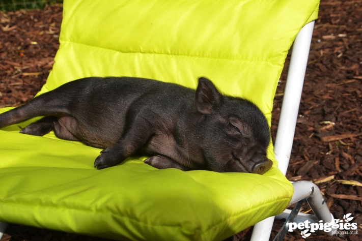 pig 11