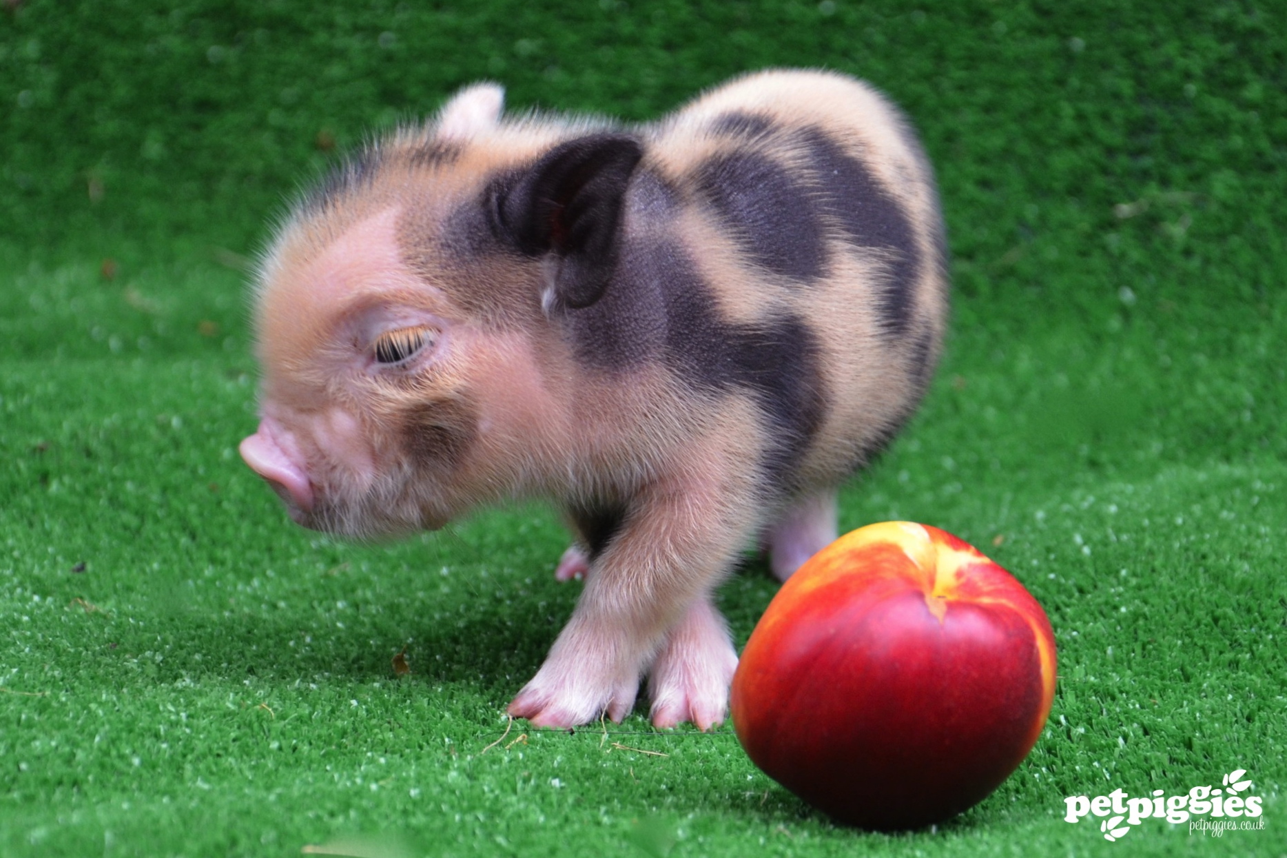 pig 12