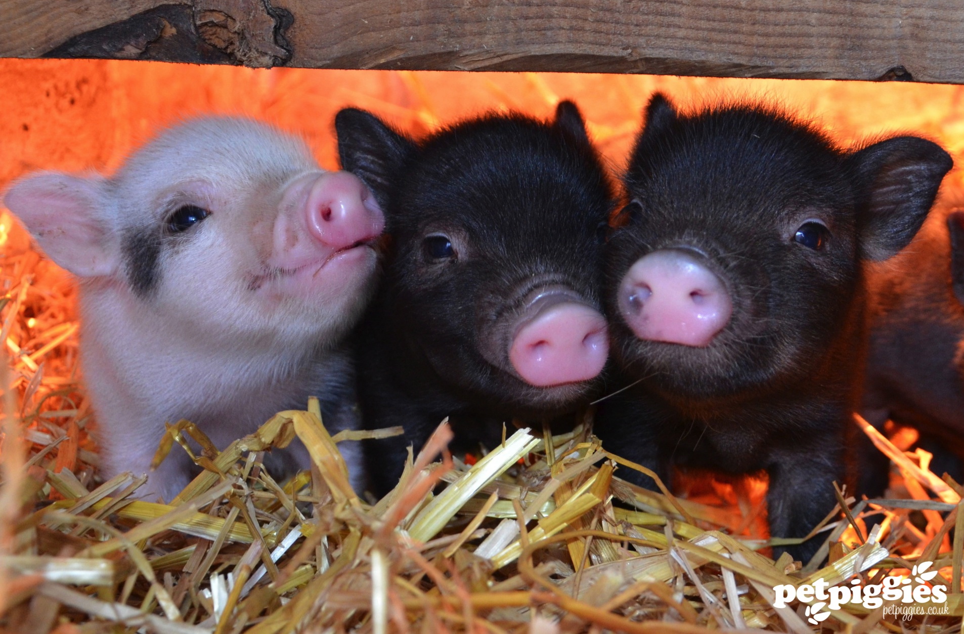 pig 13