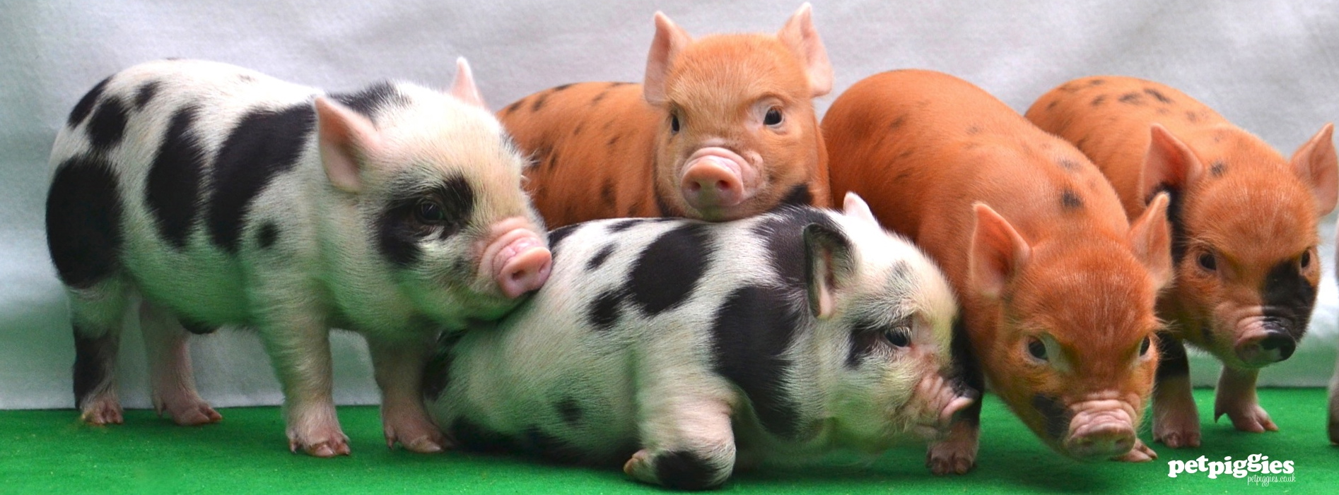 pig 15