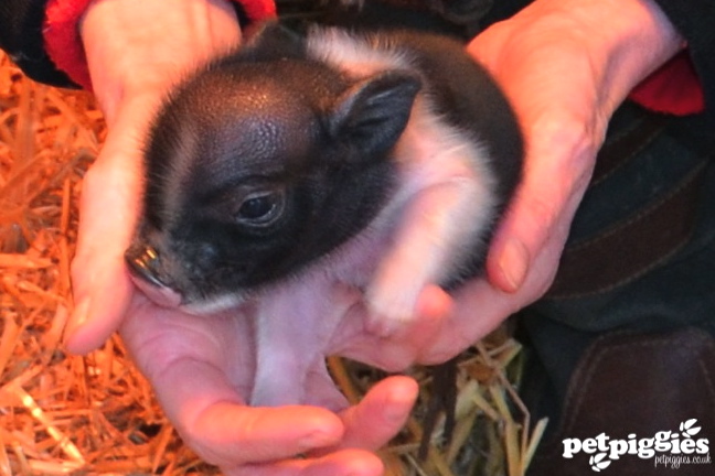 pig 16