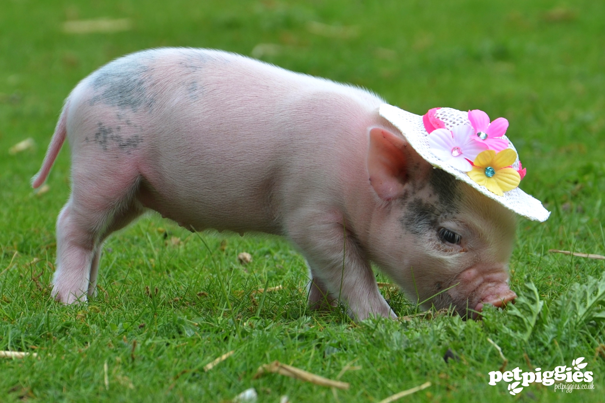 pig 17