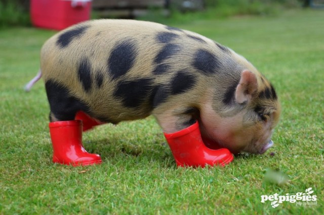Pig wellies