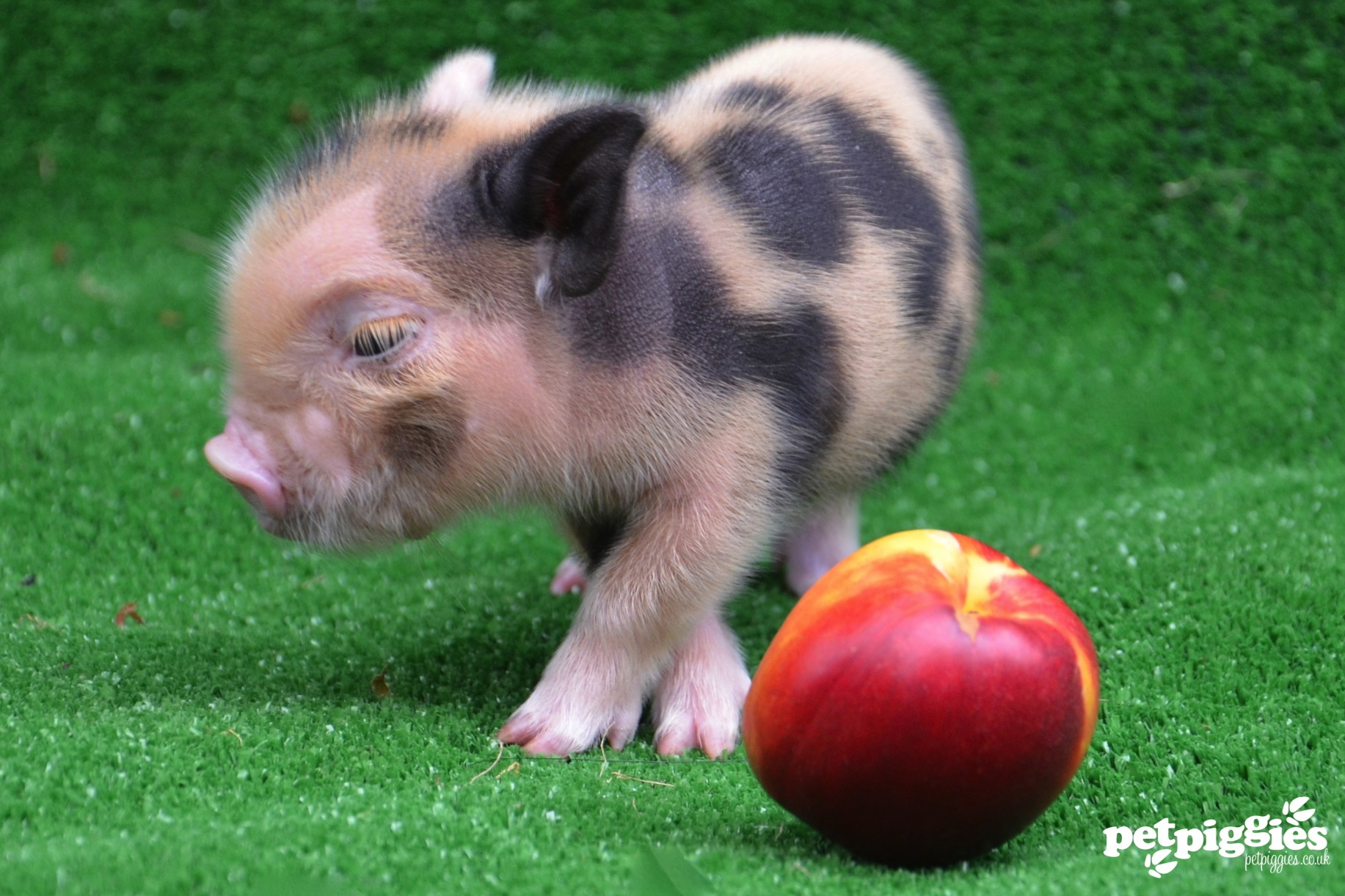 pig 19