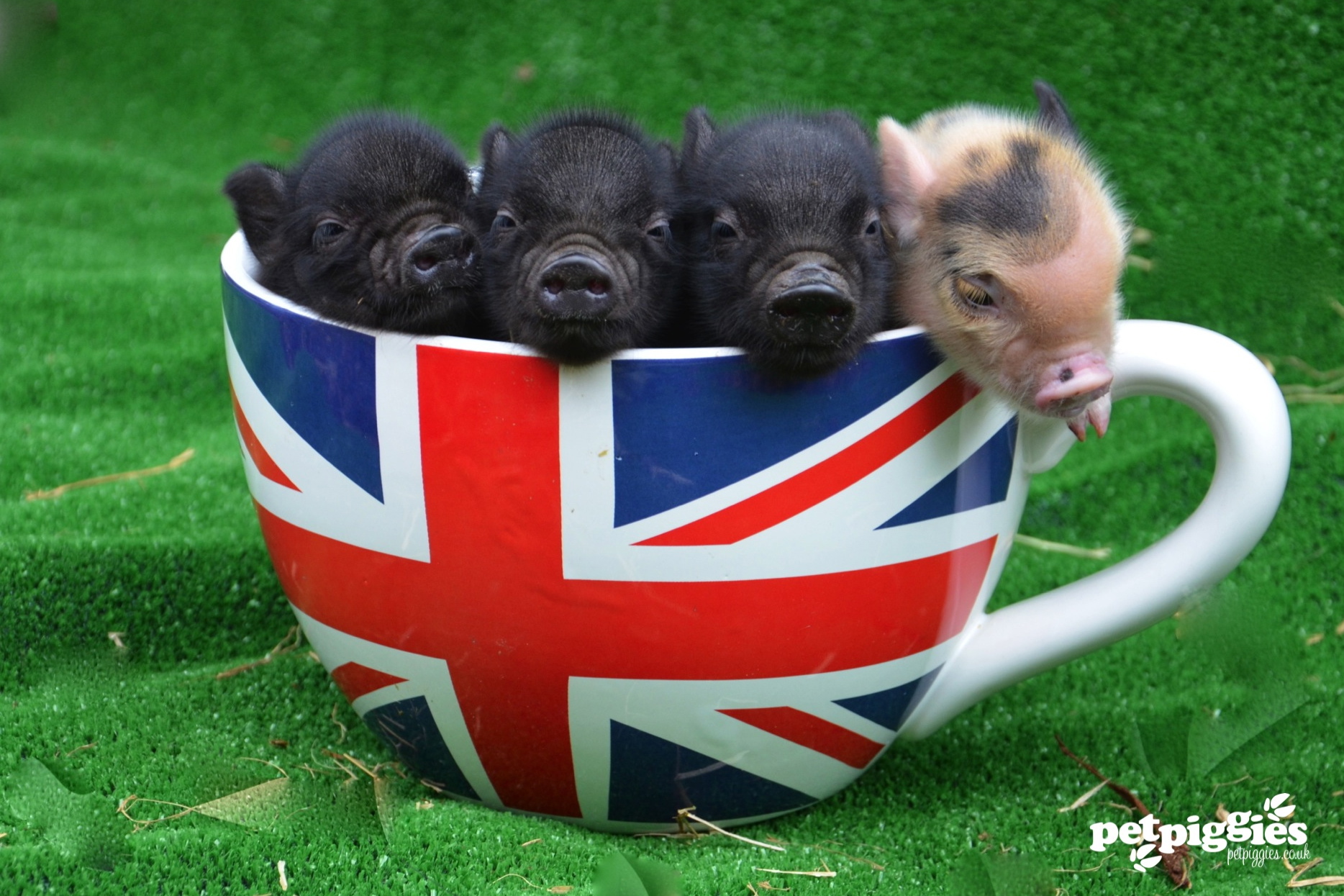 Teacup pig
