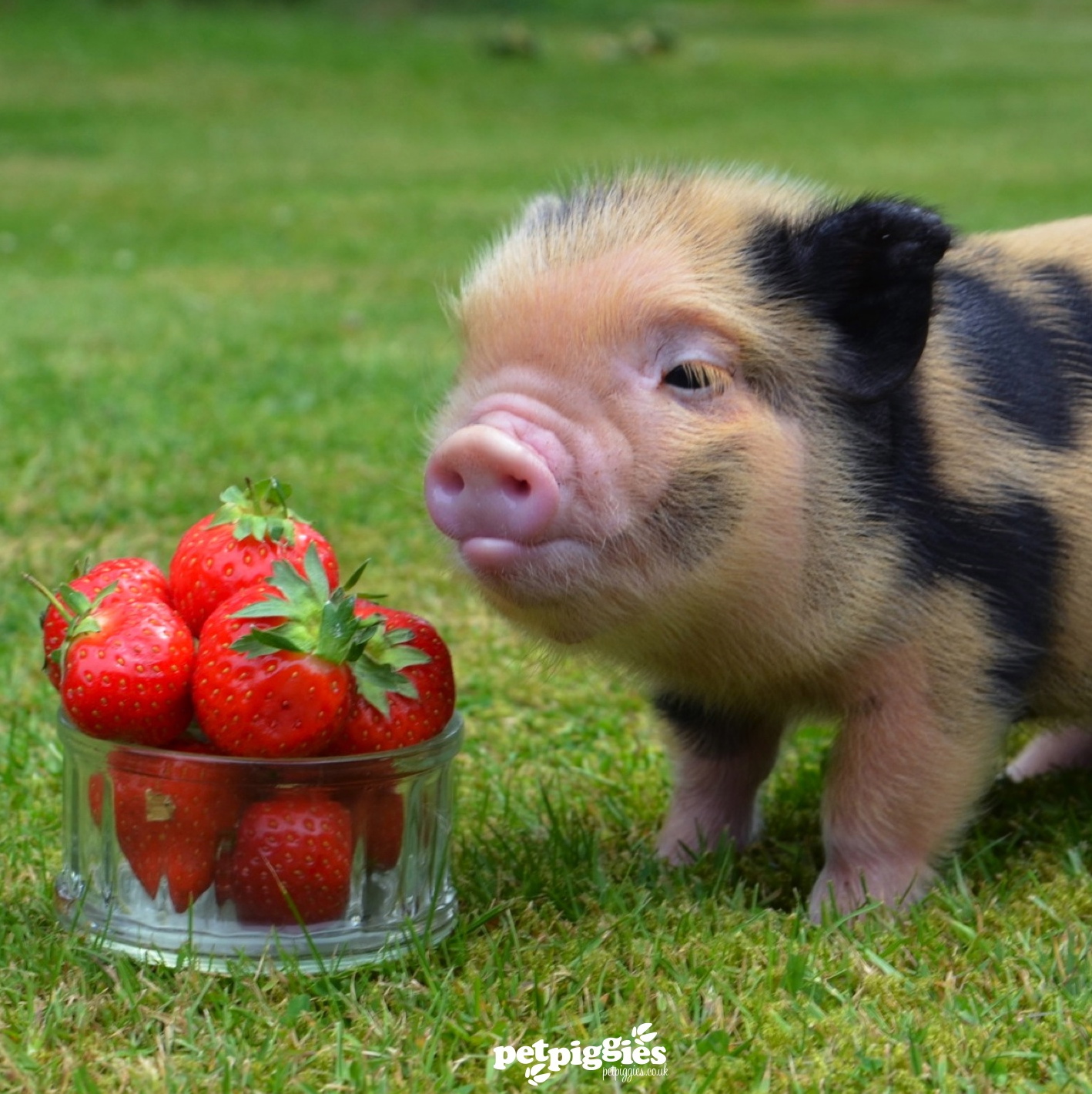 Strawberry pig