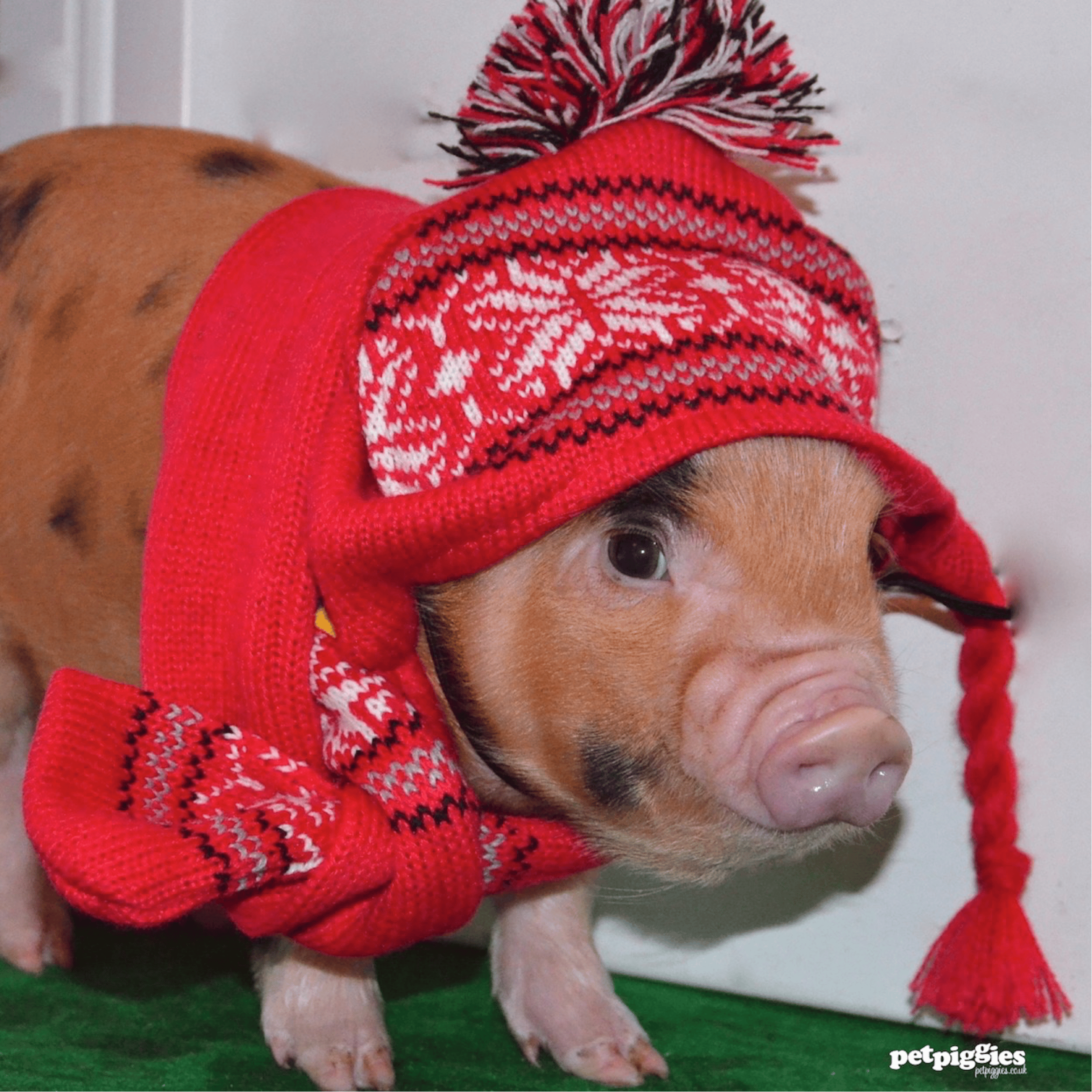 pig 3