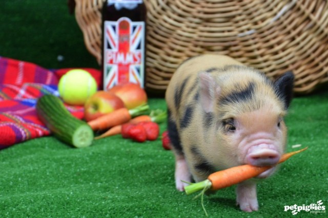 Tea cup pig