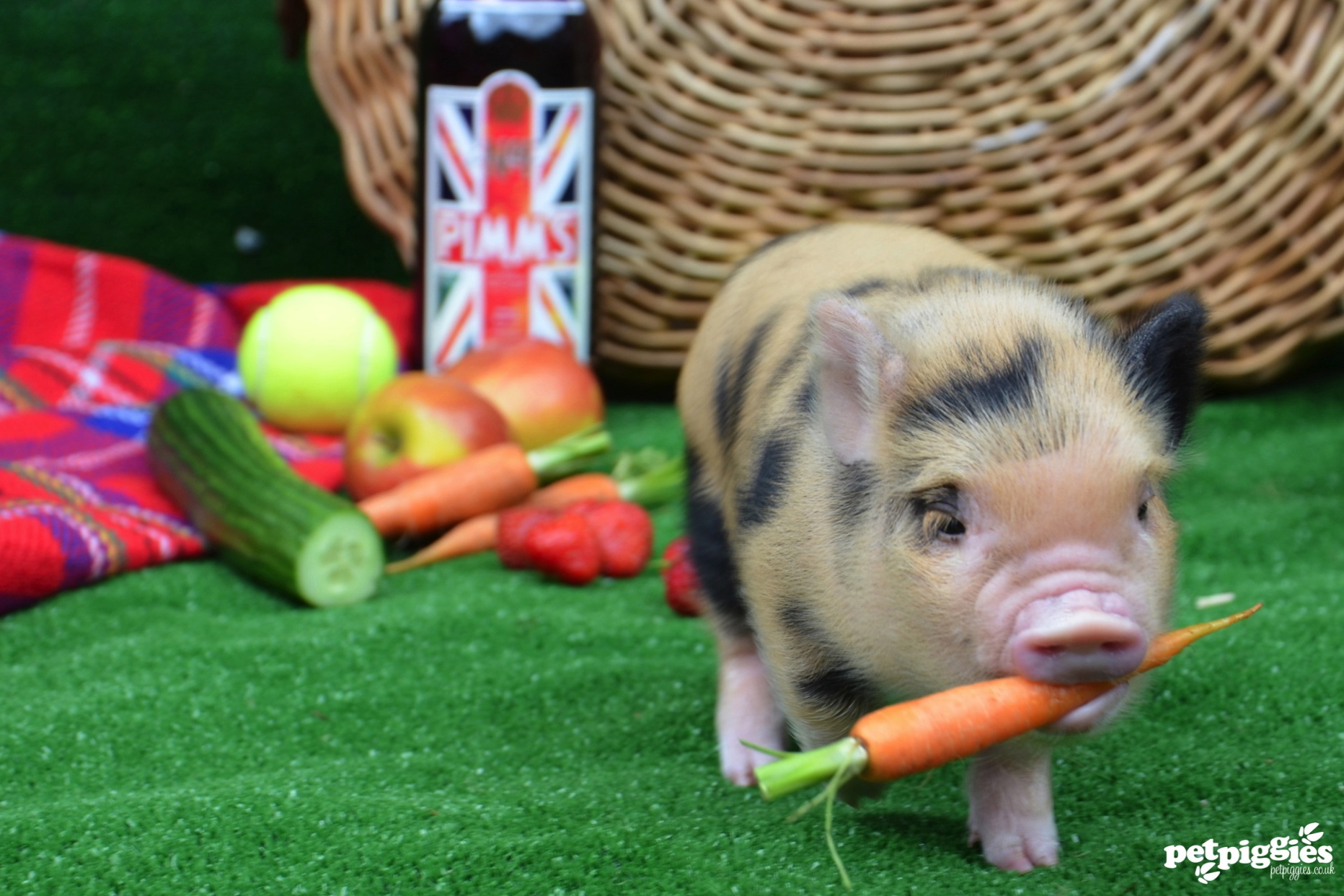 pig 5