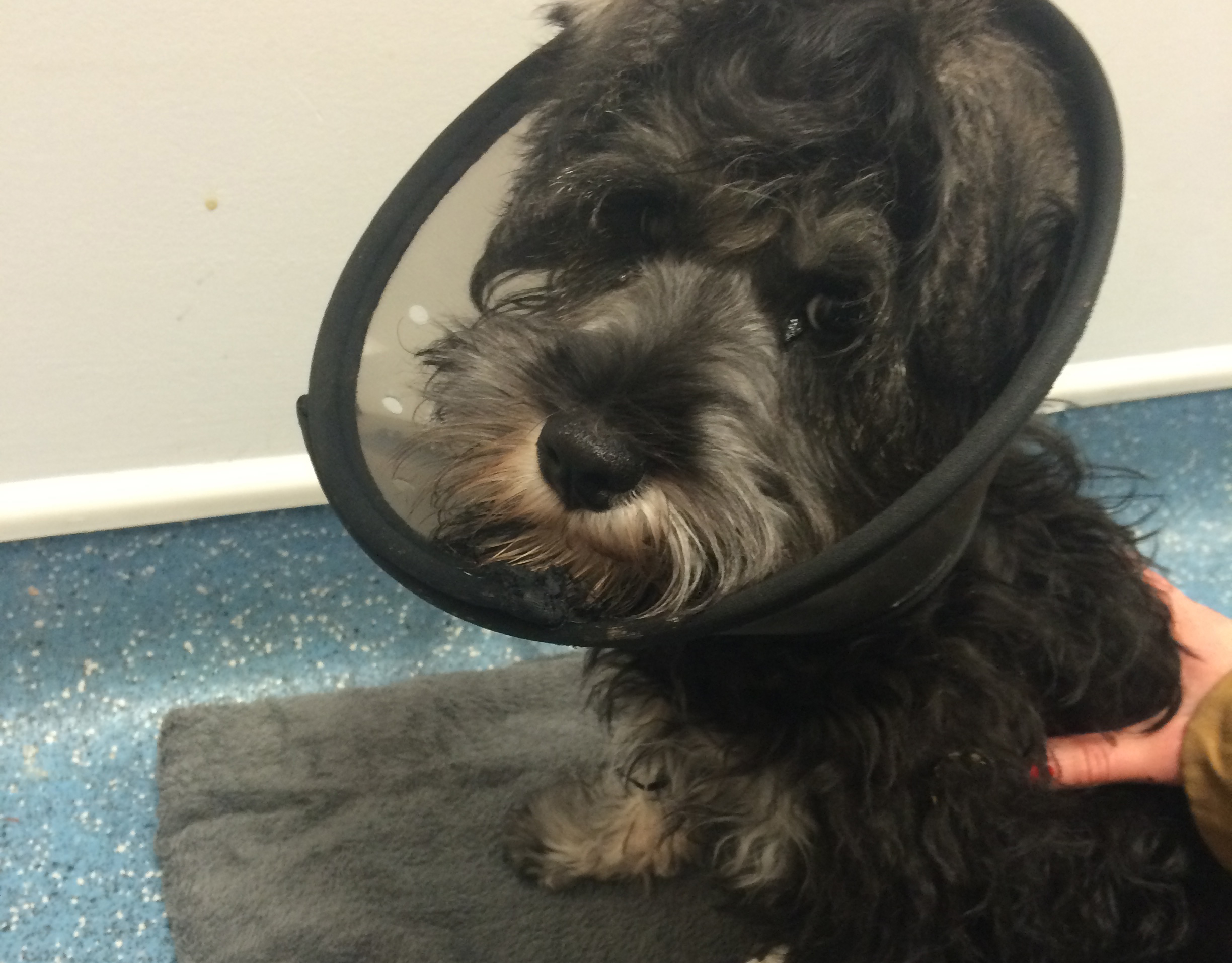 Appeal after puppy attacked in “absolute frenzy” by dangerous dog