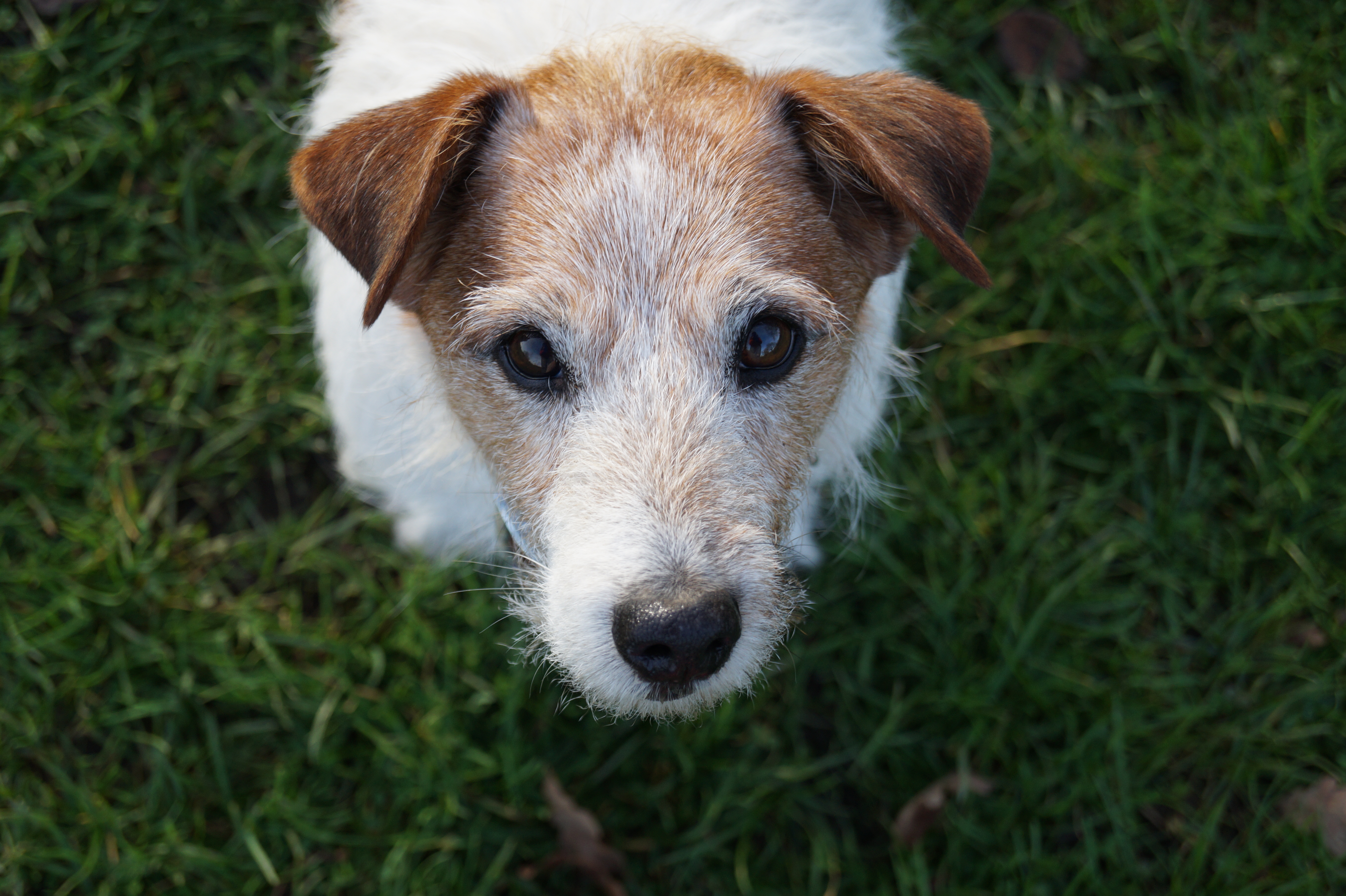 8 pictures of Hackney’s best and most good dogs