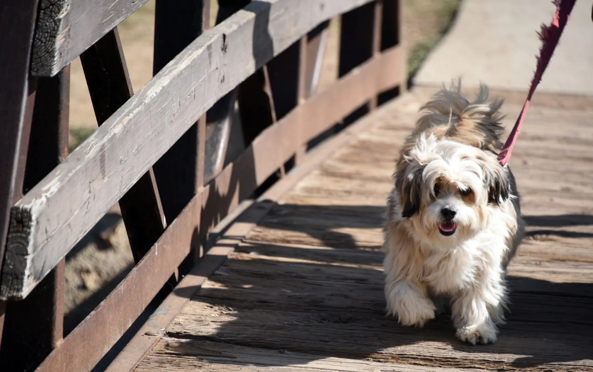 Dog walkers unite to help the Covid vulnerable