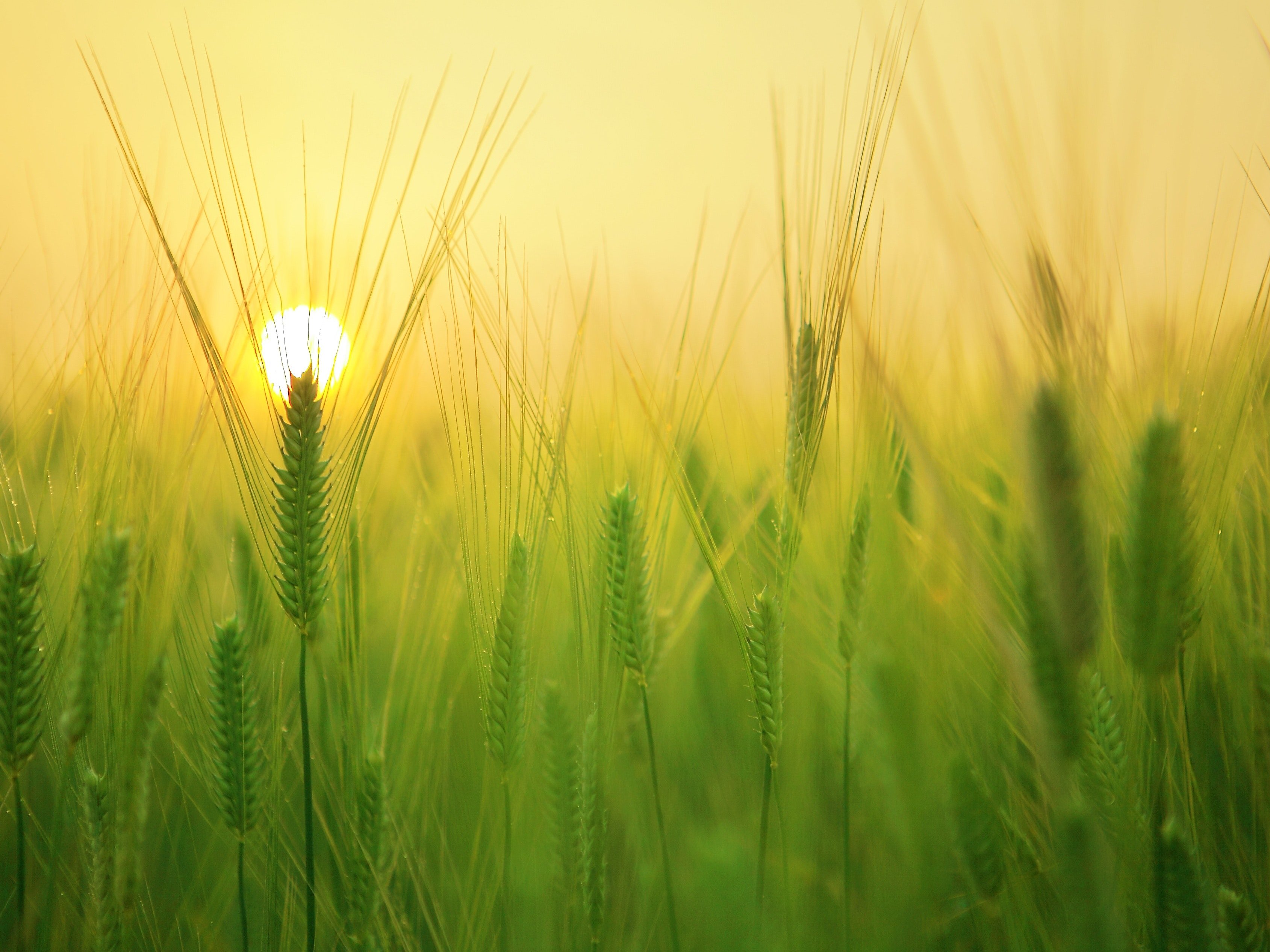 Smart Farming System Hackster Io - Light Illustrations - Premium 8K Collection