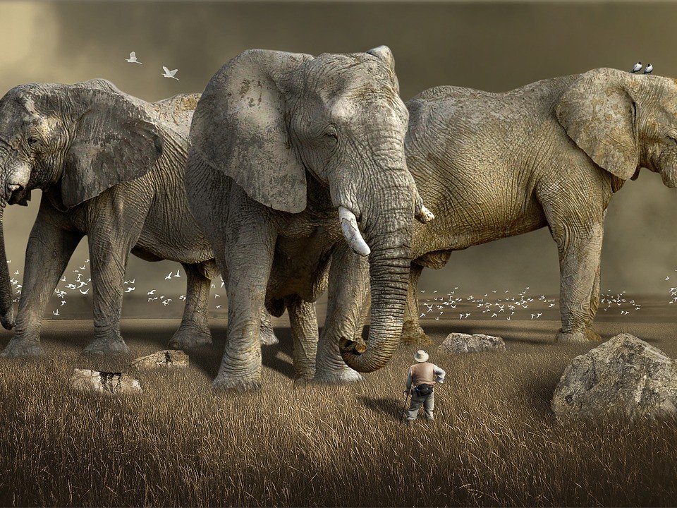 Mellow Elephant Hackster Io - Download Beautiful Landscape Illustration | HD