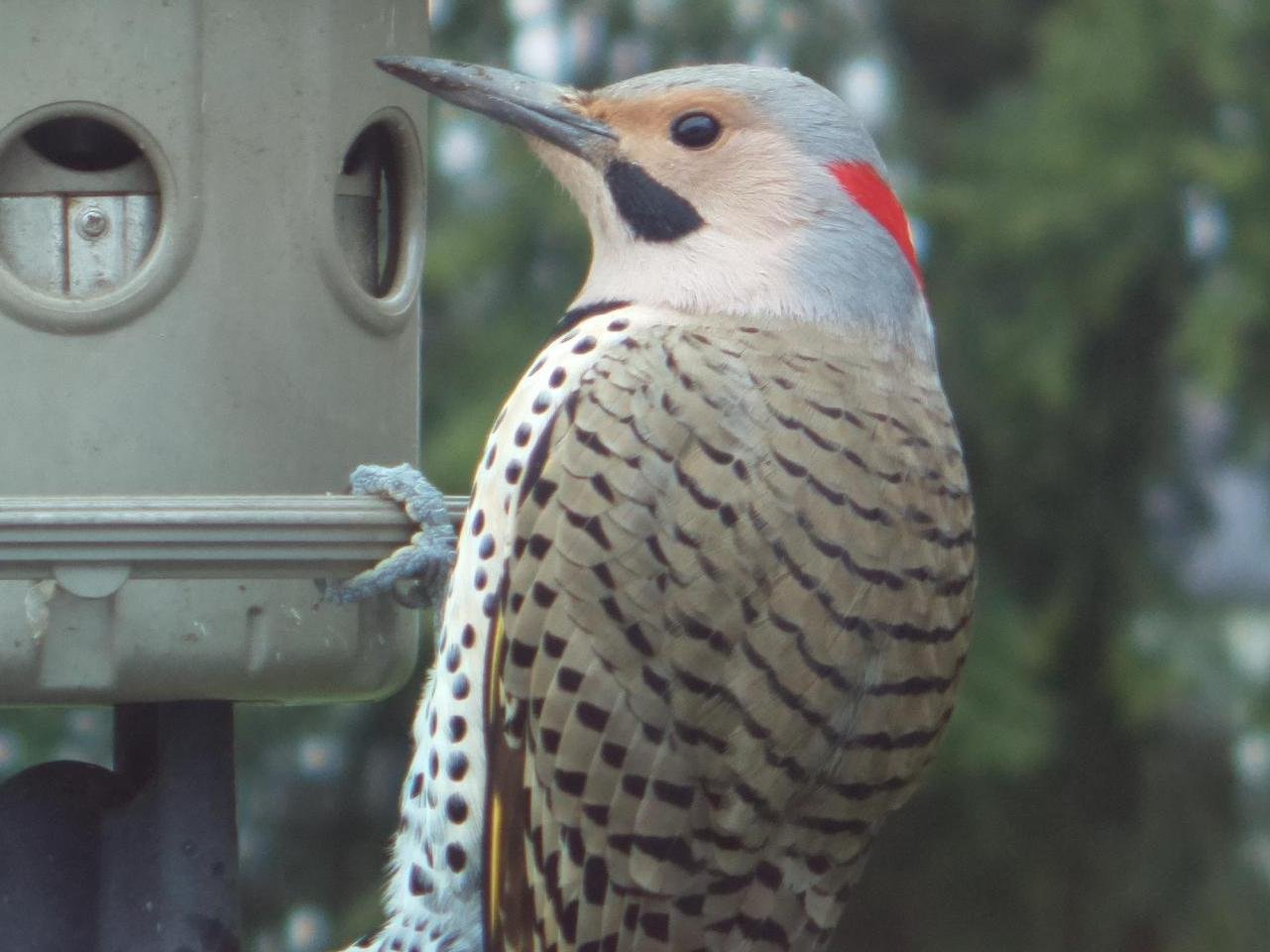 Ml Based Bird And Squirrel Detector Raspberry Pi And Aws Hackster Io - High Resolution Minimal Illustrations for Desktop