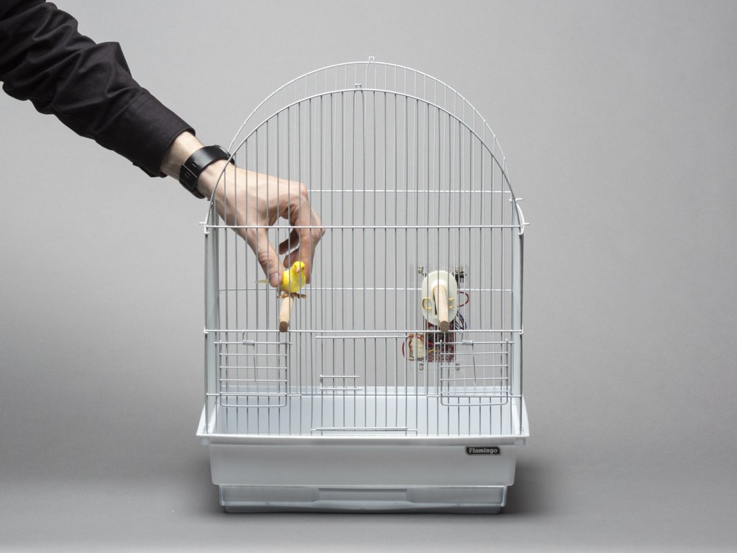 Bird Watcher Hackster Io - Modern Minimal Pattern - Ultra HD