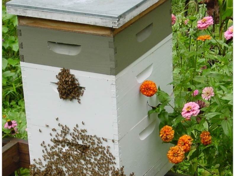 Hive Vision Hackster Io - Nature Picture Collection - Desktop Quality