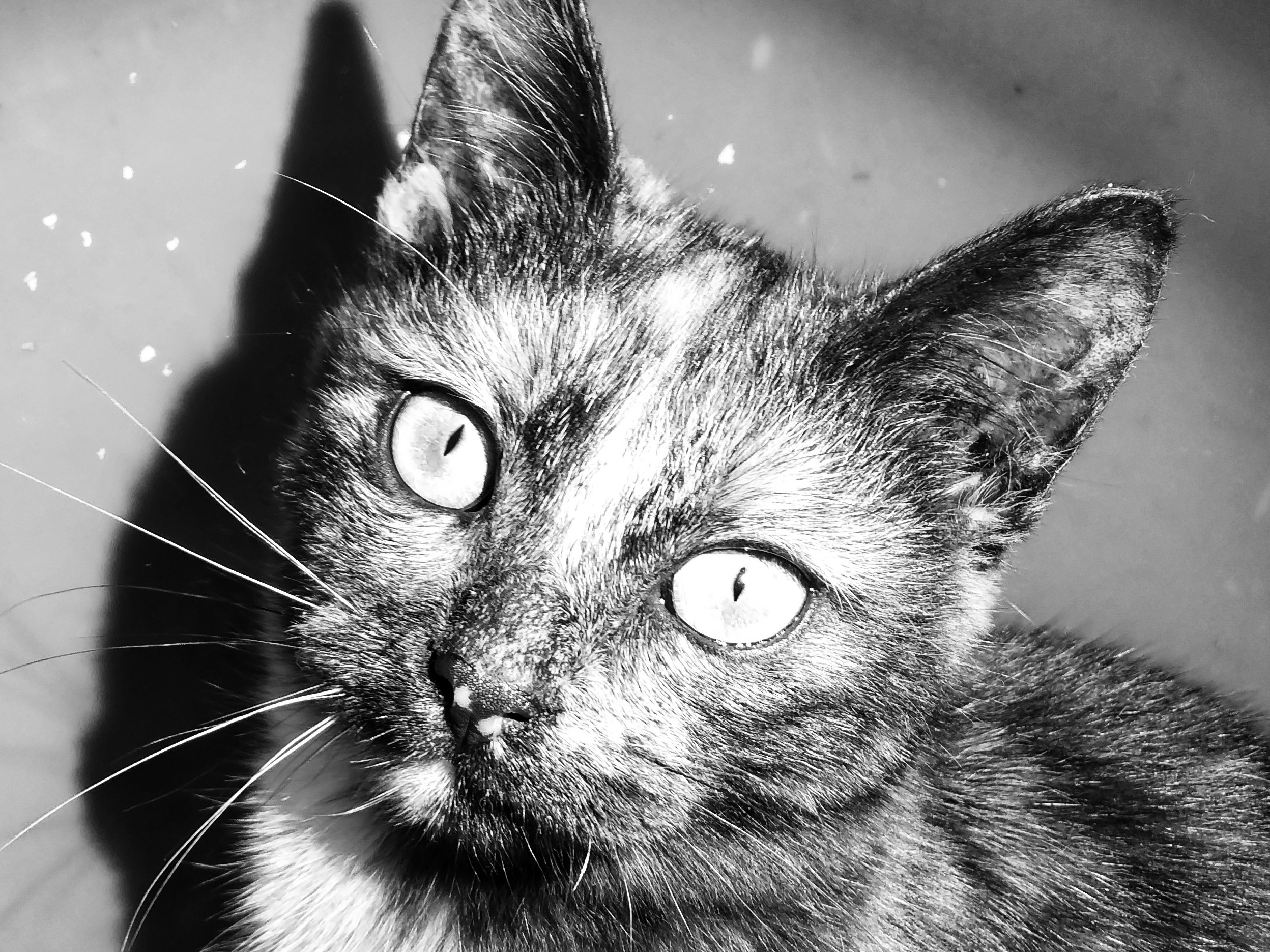 Fpv Cat Toy Makes You The Mouse Hackster Io - Gradient Photo Collection - Full HD Quality